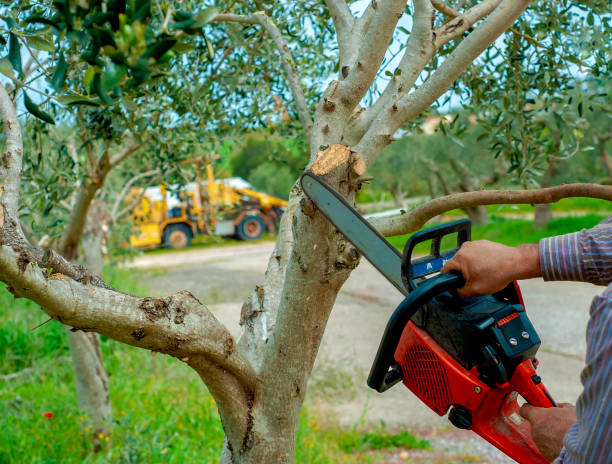 The Steps Involved in Our Tree Care Process in Rock Hill, SC